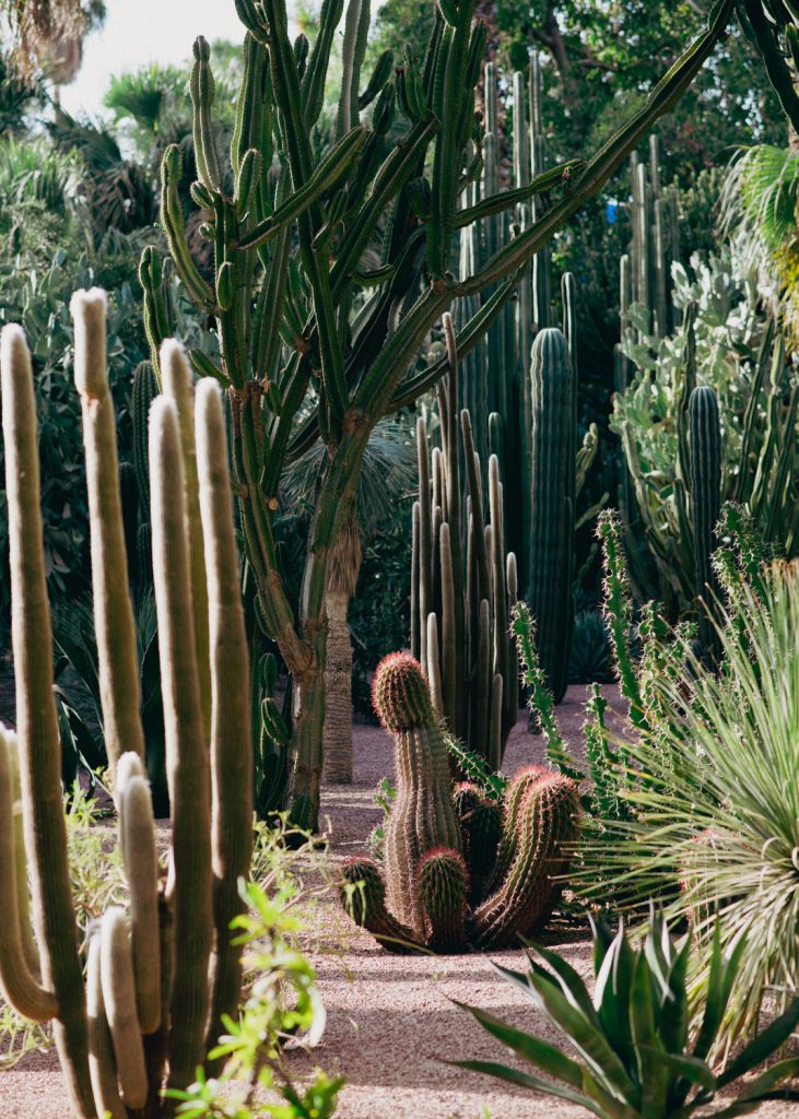 Ogrody Majorelle Jardin Majorelle